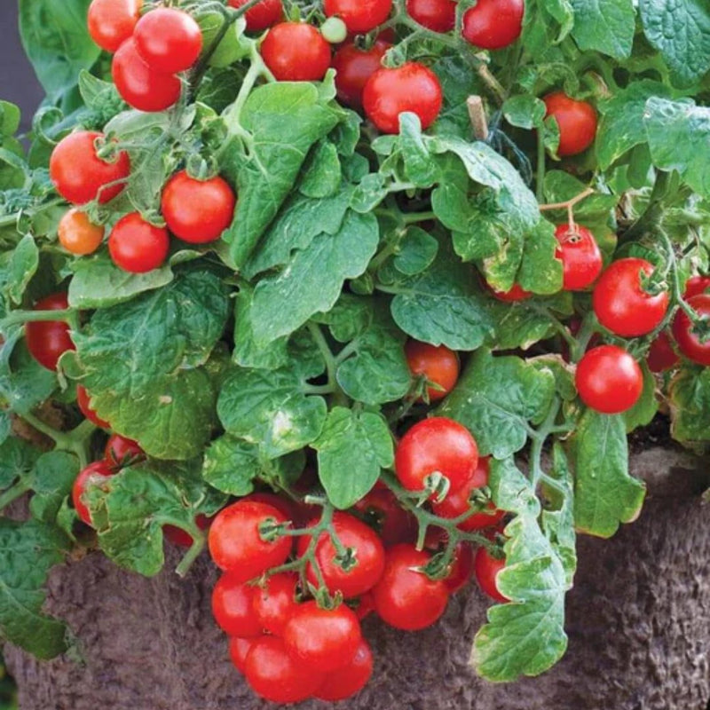 Tomatoes - Red Robin Cherry Tomato Seeds Approx. 15 seeds - Indoor Farmer