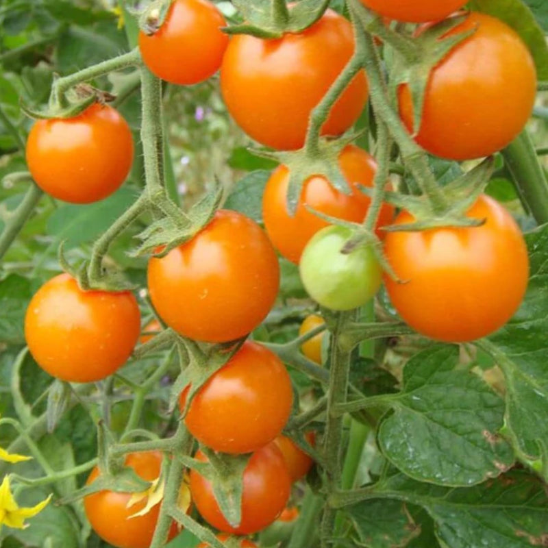 Tomatoes - Sungold Cherry Tomato Seeds 15 seeds - Indoor Farmer