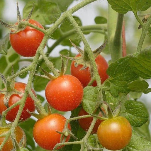 Tomatoes - Sweet Million Cherry Tomato Seeds 25 seeds - Indoor Farmer