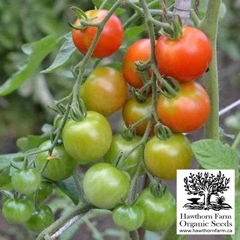 Tomatoes - Zuckertraube Seeds 50 Seed Packet - Indoor Farmer