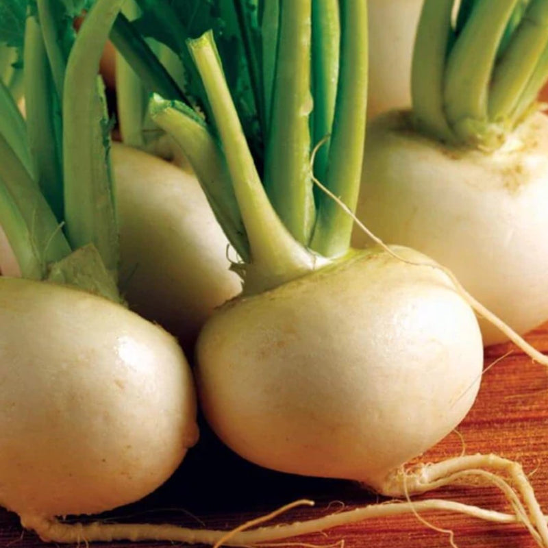 Turnip - Hakurei Turnip Seeds 1g (approx. 410 seeds) - Indoor Farmer