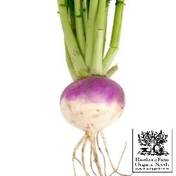 Turnip - Purple Top White Globe Seeds 150 Seed Packet - Indoor Farmer