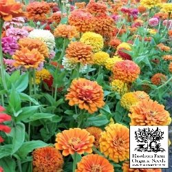 Flowers - Jim Baggett's Cutting Mix Zinnia Seeds 50 Seed Packet - Indoor Farmer