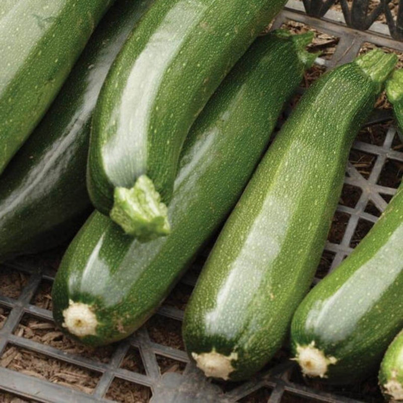 Zucchini - Black Beauty Zucchini Seeds 2g (Approx 16 seeds) - Indoor Farmer