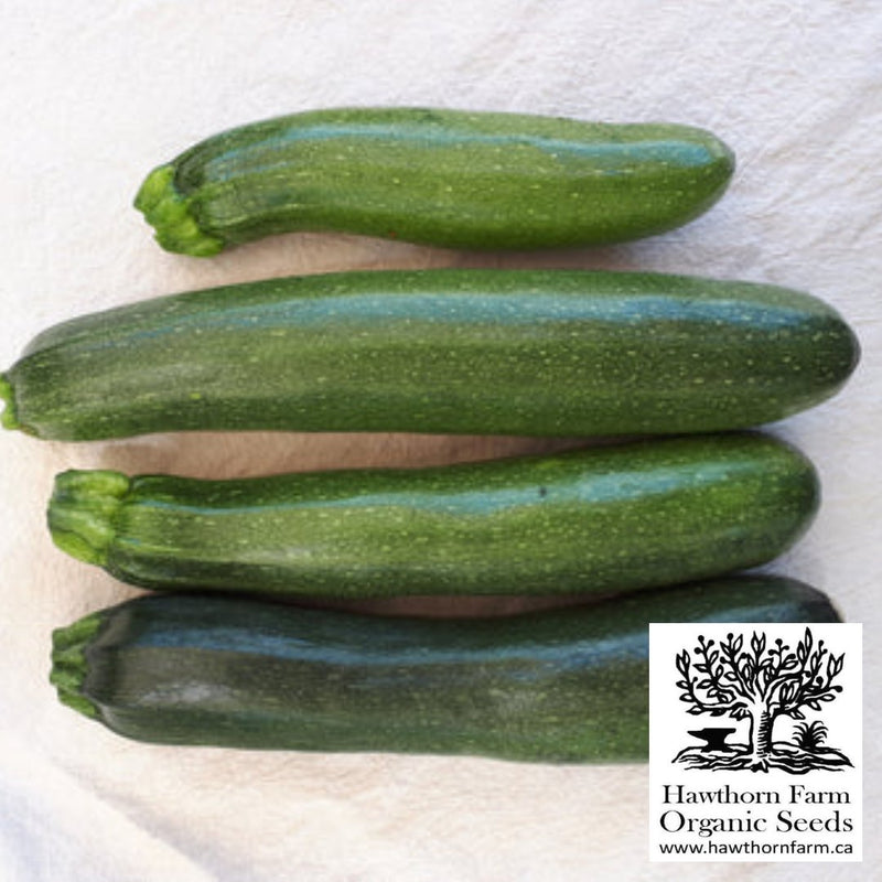 Zucchini - Mutabile Seeds 30 Seed Packet - Indoor Farmer